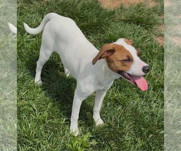 Medium Photo #3 Jack Russell Terrier-Unknown Mix Puppy For Sale in Sistersville, WV, USA