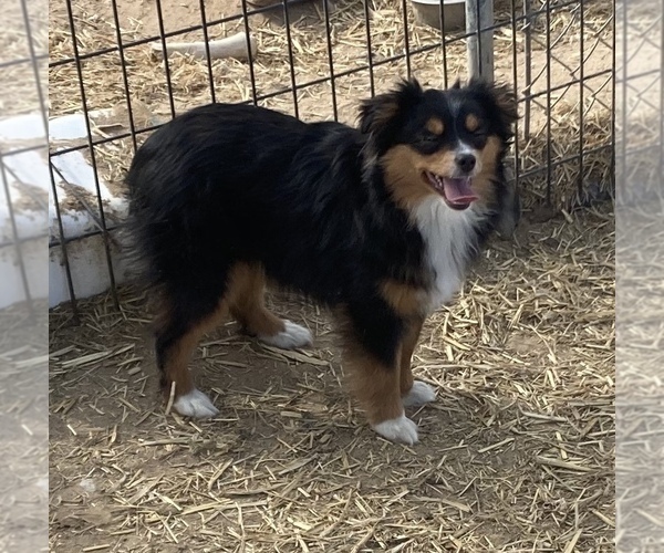 Medium Photo #1 Miniature Australian Shepherd Puppy For Sale in FORT MORGAN, CO, USA