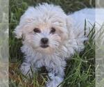 Small #2 Maltipoo (Miniature)