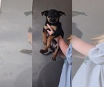 Small Shepweiller