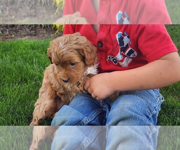 Medium Photo #16 Cavapoo mix (+ Poodle Miniature) Puppy For Sale in GREENWOOD, WI, USA
