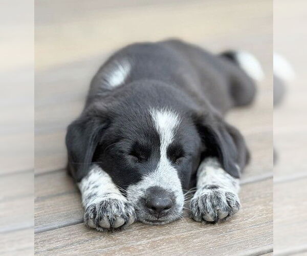 Medium Photo #3 Australian Shepherd-Unknown Mix Puppy For Sale in Genesee, WI, USA
