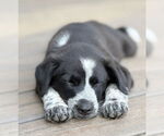 Small #2 Australian Shepherd Mix