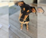 Small #3 Mutt