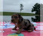 Small #3 Dachshund