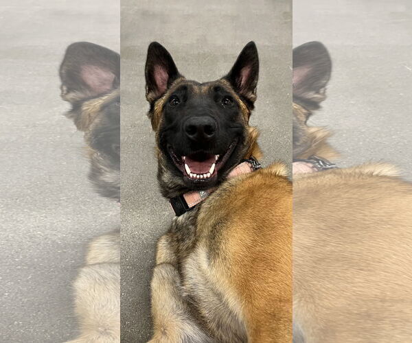 Medium Photo #1 Mutt Puppy For Sale in Stevens Point, WI, USA