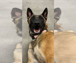 Mutt Dogs for adoption in Stevens Point, WI, USA