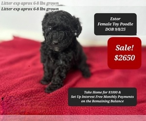 Poodle (Toy) Puppy for sale in TUCSON, AZ, USA