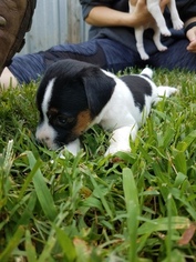 Jack Russell Terrier Puppy for sale in FAIRMOUNT, GA, USA
