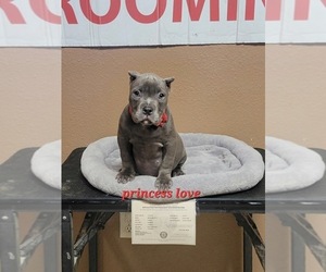 American Bully Puppy for sale in PEORIA, AZ, USA