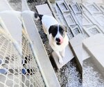 Small Photo #7 Great Pyrenees-Unknown Mix Puppy For Sale in Mountain View, AR, USA