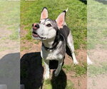 Small #9 Siberian Husky Mix