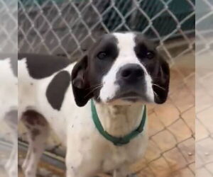 Labbe Dogs for adoption in Canton, CT, USA