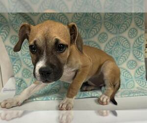 Mutt Dogs for adoption in HESPERIA, CA, USA