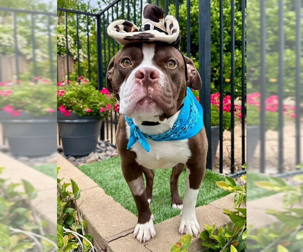 Medium Photo #1 American Pit Bull Terrier-Unknown Mix Puppy For Sale in Redlands, CA, USA