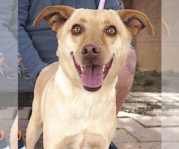 Medium Photo #3 Labrador Retriever-Unknown Mix Puppy For Sale in Carrollton, TX, USA