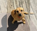 Small #1 Mutt