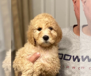 Labradoodle Puppy for sale in MORAVIAN FALLS, NC, USA