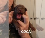 Small Photo #3 Great Dane Puppy For Sale in SPRAGGS, PA, USA
