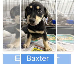 Dachshund-Doberman Pinscher Mix Dogs for adoption in Virginia Beach, VA, USA