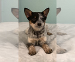 Puppy 2 Australian Cattle Dog-Border Collie Mix