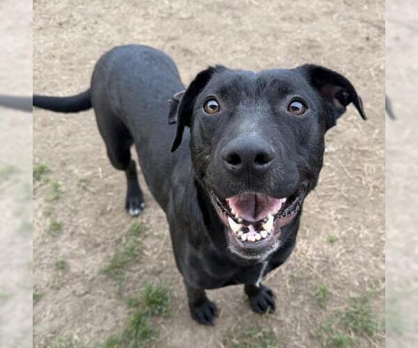 Medium Photo #2 Mutt Puppy For Sale in Bakersfield, CA, USA