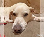 Small #5 Labrador Retriever Mix