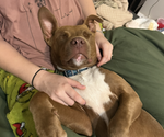 Scooby - Male American Bulldog Dog for Adoption - Photo #12