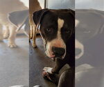 MAXIMUS - Male Mutt Dog for Adoption - Small photo
