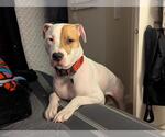 Small #1 American Pit Bull Terrier Mix