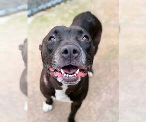 Vicky - Female Mutt Dog for Adoption - Photo #5