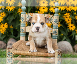 Small English Bulldog
