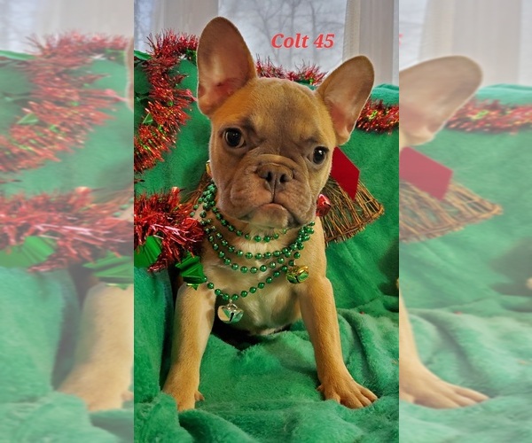 Medium Photo #8 French Bulldog Puppy For Sale in OTTAWA LAKE, MI, USA