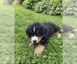 Small Photo #24 Bernese Mountain Dog Puppy For Sale in BRIDGEPORT, WV, USA