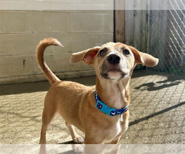 Medium Photo #8 Mutt Puppy For Sale in Gloversville, NY, USA