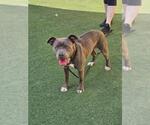 Small #5 American Pit Bull Terrier Mix