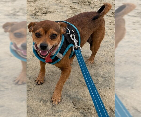 Medium Photo #6 Chihuahua-Unknown Mix Puppy For Sale in Lake Forest, CA, USA