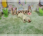 Small Photo #10 English Cream Golden Retriever Puppy For Sale in PEYTON, CO, USA