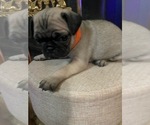 Puppy Bean Pug