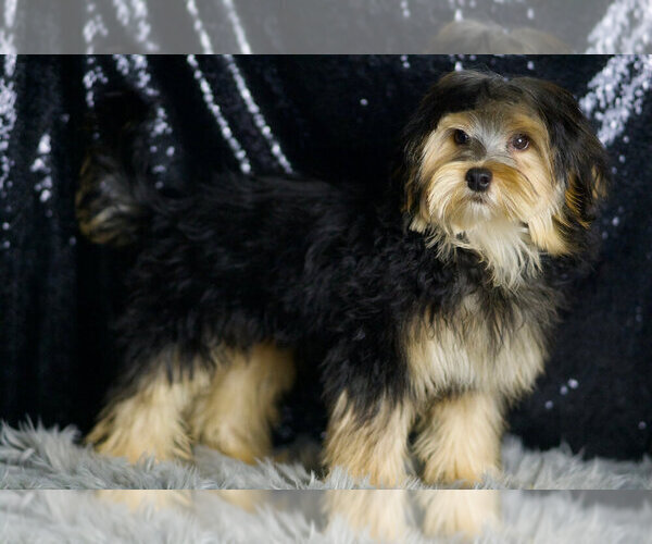 Medium Photo #49 Morkie Puppy For Sale in WARSAW, IN, USA