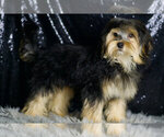 Small #5 Morkie