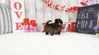 Small Photo #8 Shih Tzu Puppy For Sale in FULLERTON, CA, USA