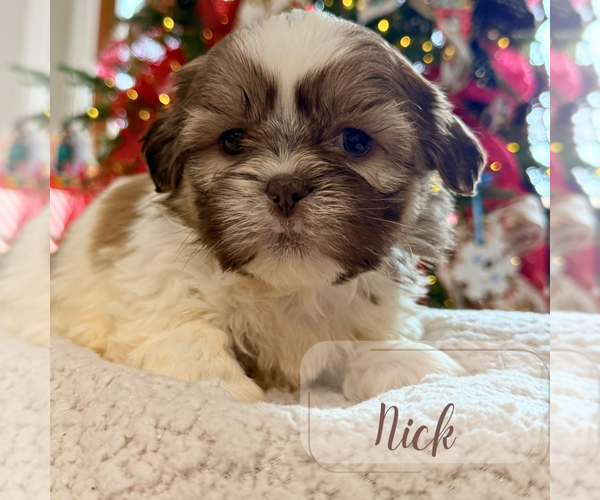 Medium Photo #6 Shih Tzu Puppy For Sale in ADDISON, IL, USA