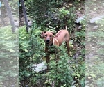Small Photo #1 Rhodesian Ridgeback Puppy For Sale in RATHDRUM, ID, USA