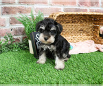 Small #7 Schnauzer (Miniature)