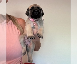 Mastiff Puppy for sale in PORT CHARLOTTE, FL, USA