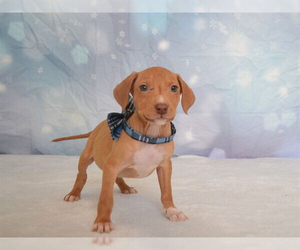 Medium Photo #1 Chihuahua-Unknown Mix Puppy For Sale in Oroville, CA, USA