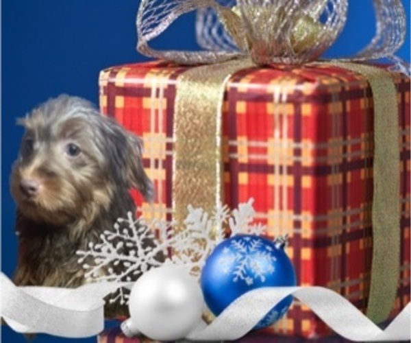 Medium Photo #1 YorkiePoo Puppy For Sale in RIPLEY, MS, USA