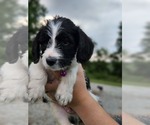 Puppy Purple Poodle (Standard)-Rhodesian Ridgeback Mix