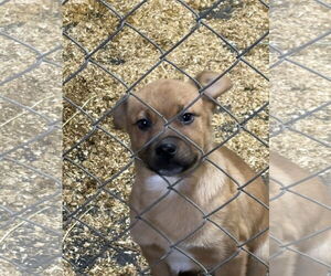 Mutt Dogs for adoption in Garden City, NY, USA